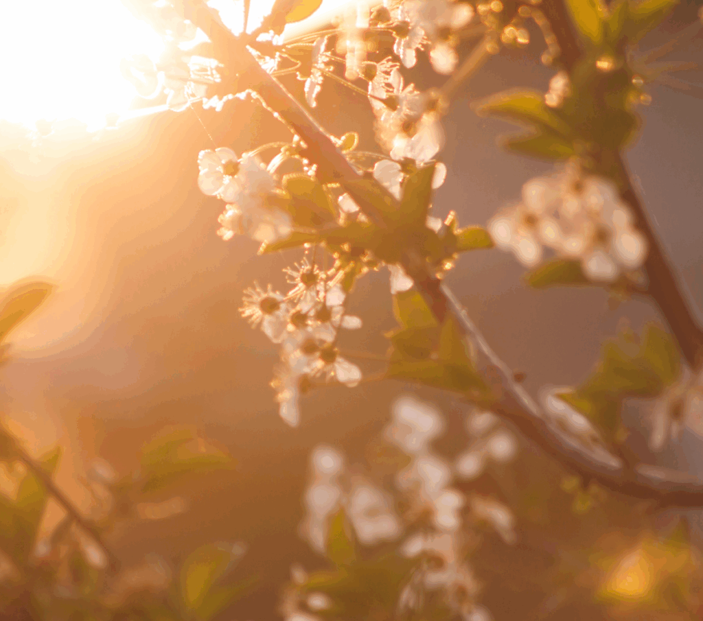 Arbre fleuri en pleine floraison, symbole de croissance, de renouveau et d’espoir, reflétant le parcours de transformation et de résilience guidé par le coaching féminin